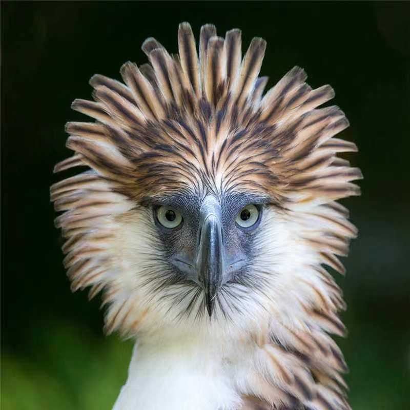 在线了解菲律宾国鸟——食猴鹰